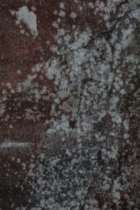 signs of mold in your home