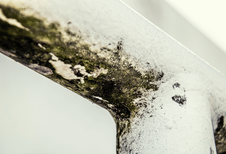 Read more about the article How to Get Rid of Black Mold